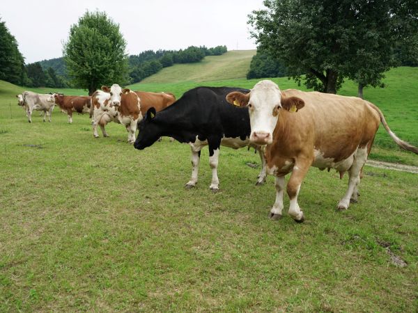 Javni poziv  - individualna svetovanja za kmetovalce 