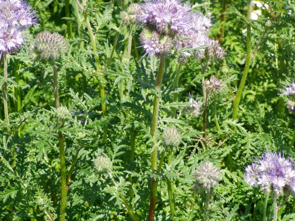 Rastline za zeleno gnojenje - bogatitev tal s humusom