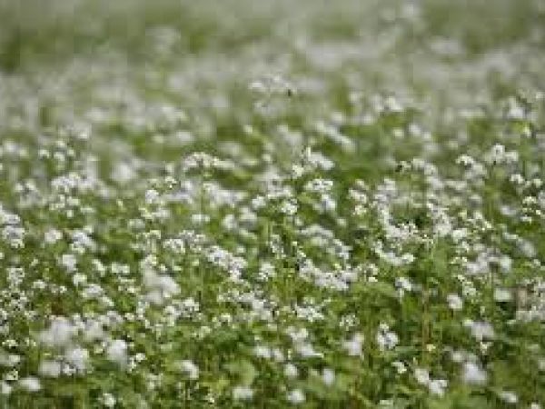 Delavnici o dosevkih  na Vojskem  in Črnem  Vrhu nad Idrijo