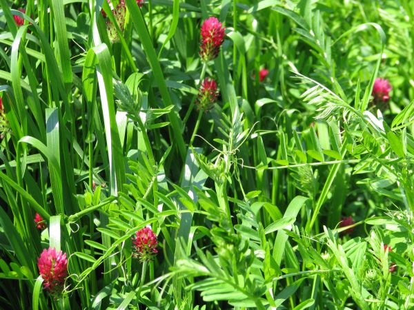 RASTLINE ZA OBOGATITEV TAL S HUMUSOM IN VEZAVO CO2  KOT PREZIMNI  DOSEVKI ZA POKRITOST TAL PREKO ZIME - III. DEL 