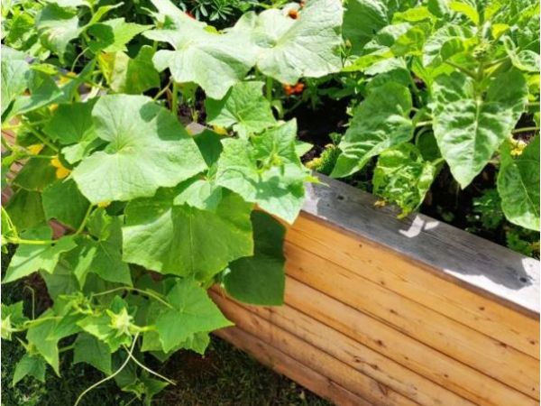 Predavanje na temo visokih gred