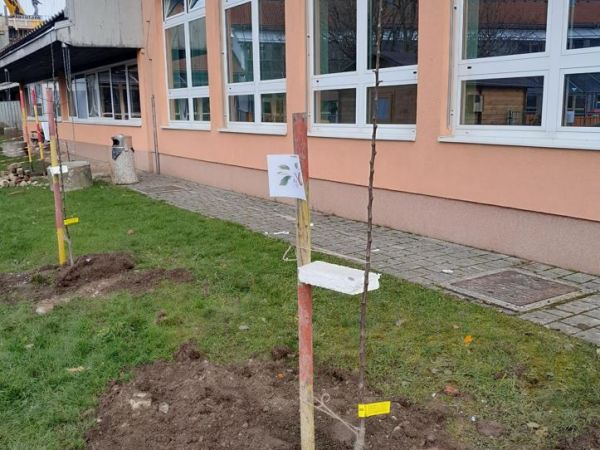 Posadili smo 10 sadik starih sort jabolk