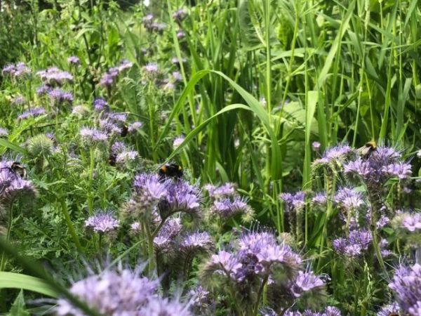 Ukrepi za zvišanje humusa in vezavo C02 v tla